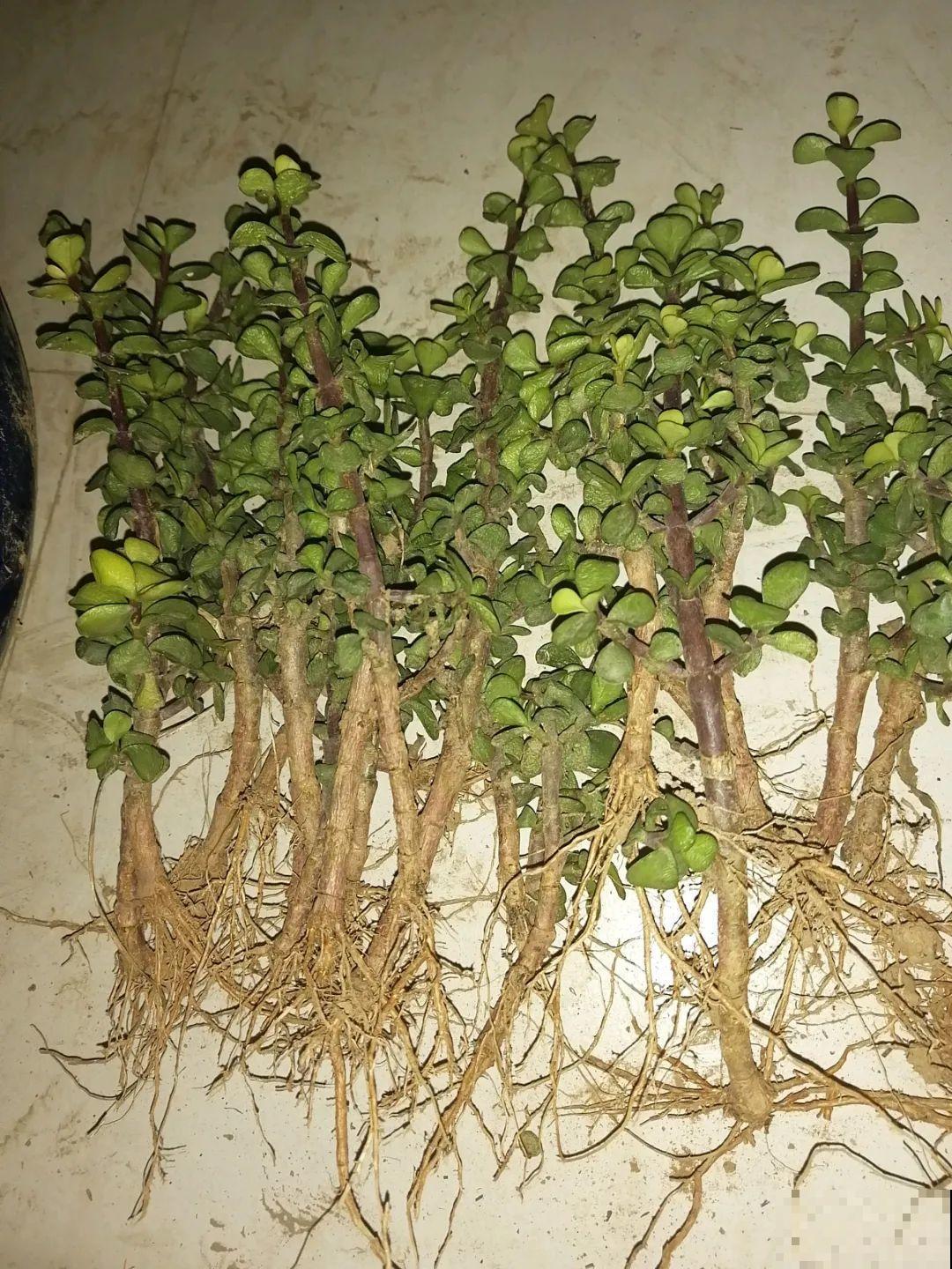 6种花大粗杆子插土里，7天就生根，春天扦插最好活！