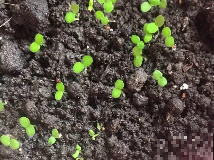 这水果太贵了，吃完留下核，还能种盆栽！