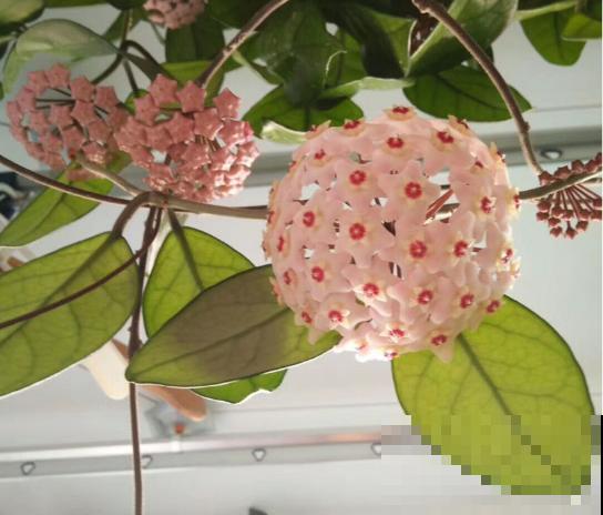 春天养这8种花，一开就是一团球，阳台也能变花园！
