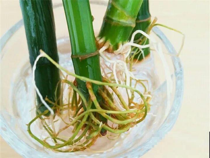 冬天不方便换盆？那就撒把这种肥，长得壮还能防烂根！