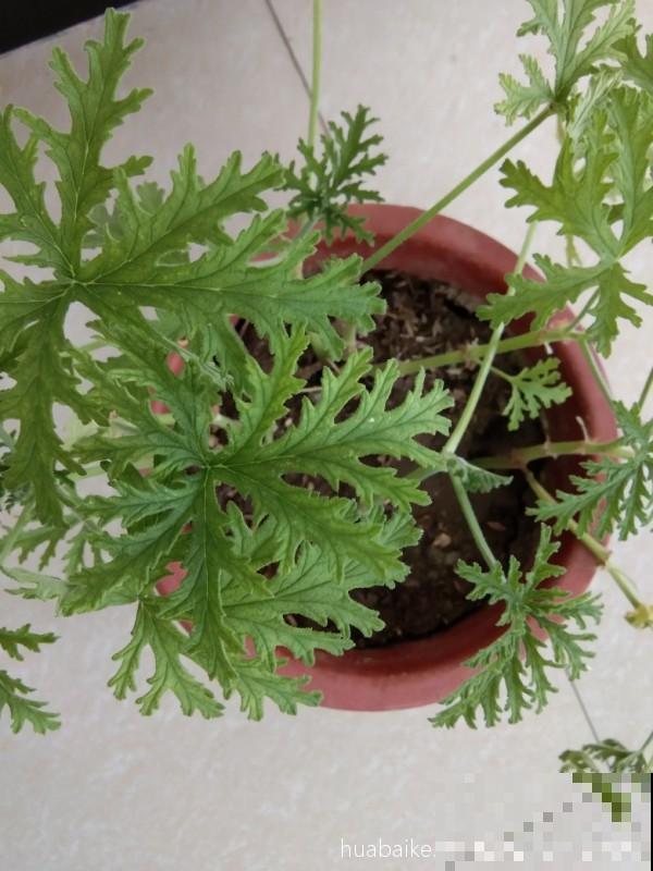 别看这花长得怪，吃虫灭蚊最拿手，屋里小飞虫全被消灭