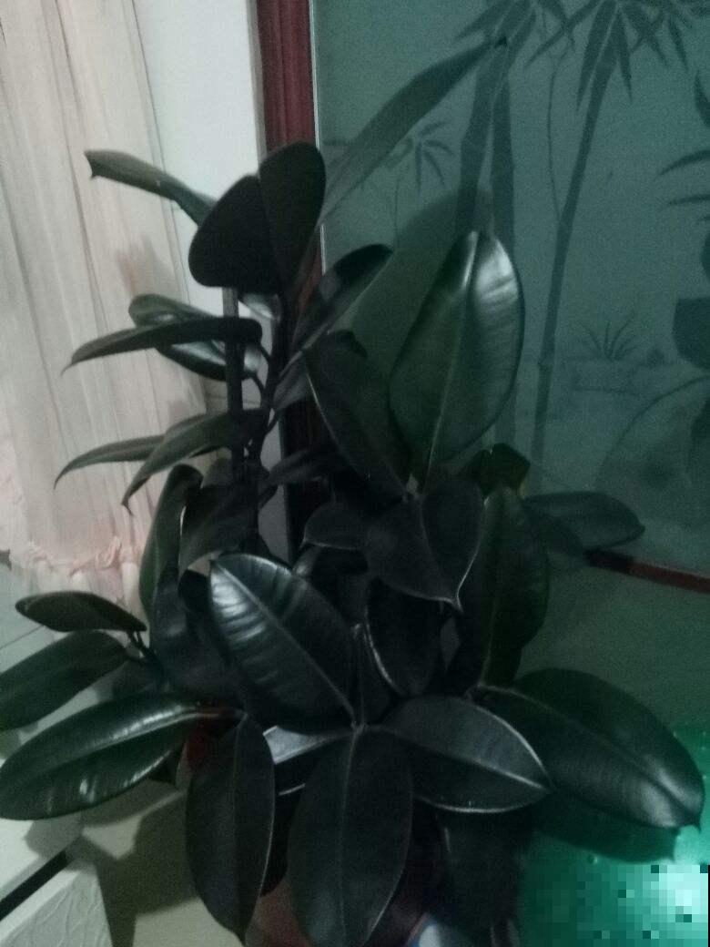 懒人最适合养的植物就是它，养花杀手也养不死，真是太顽强了！