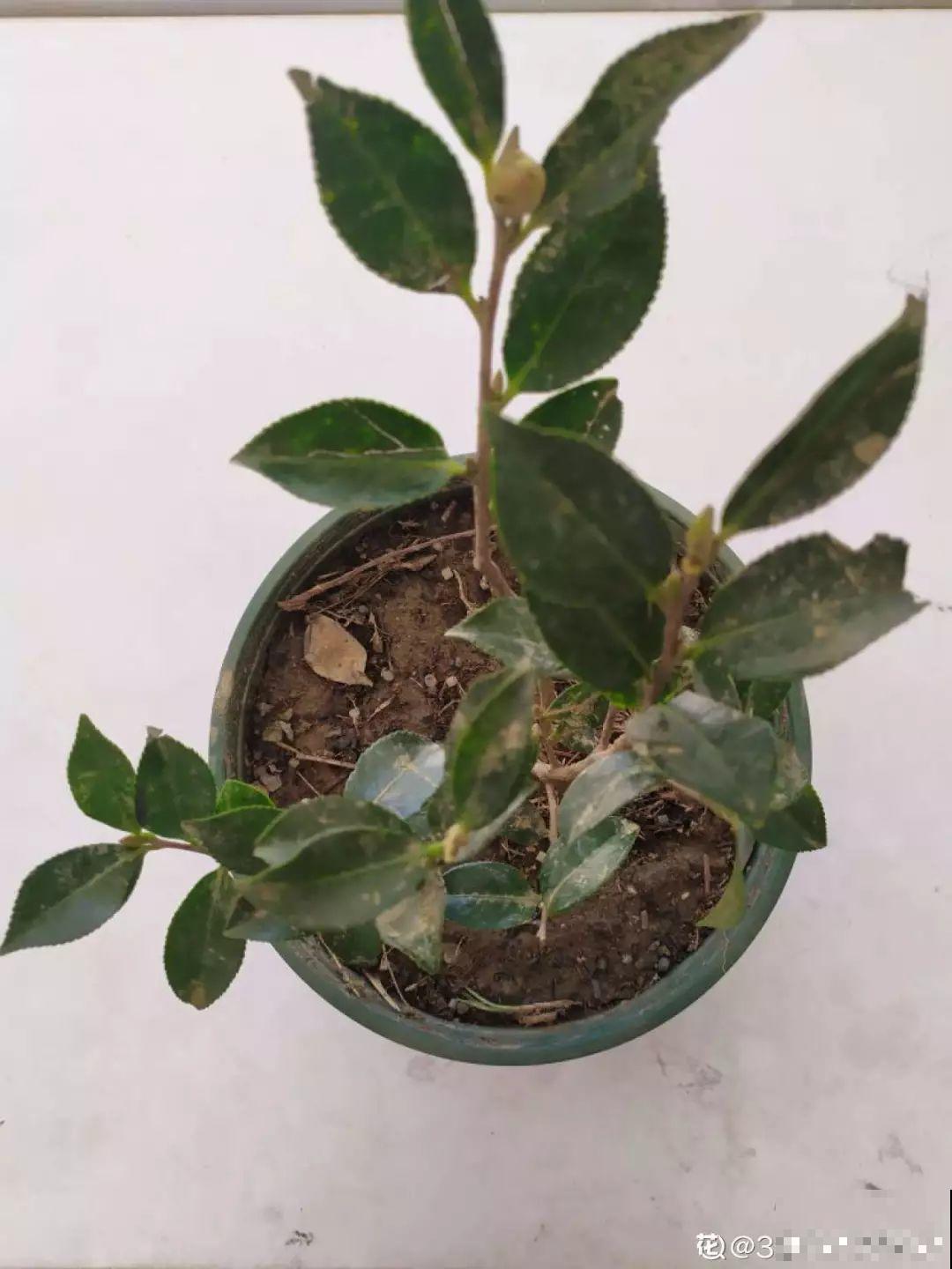 这6种花，现在扦插最好活，摘片叶子照样生根！