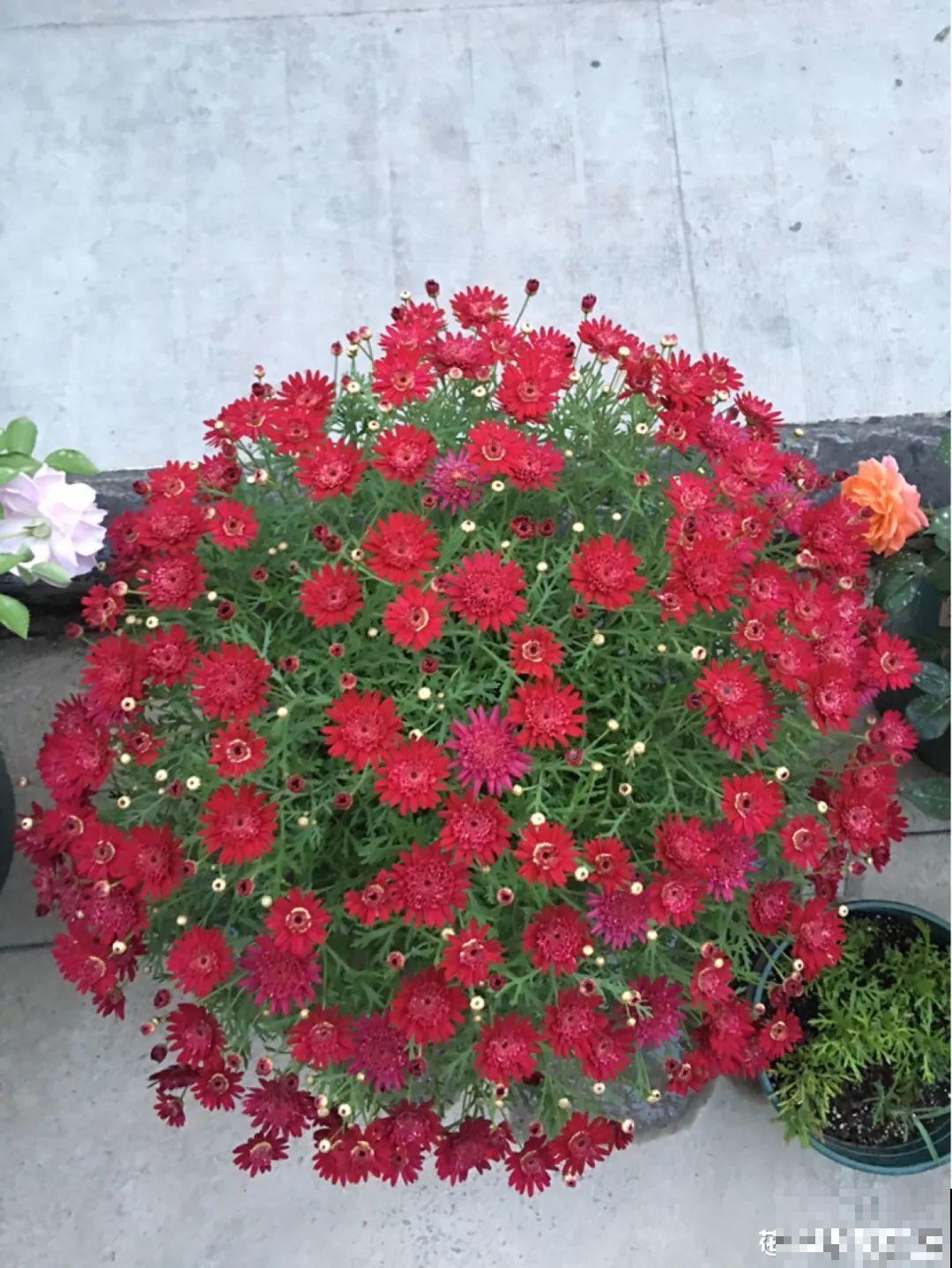 春天养花就选玛格丽塔，花期长、花量大，爆满小阳台！