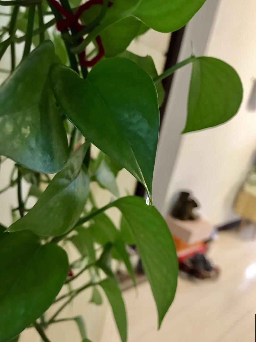 这花真奇怪，叶子总是吐水珠，不是生病是好事儿