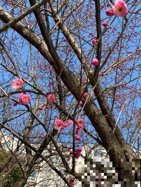 这8种“路边花”，春天最早开放，你能认出来几种？