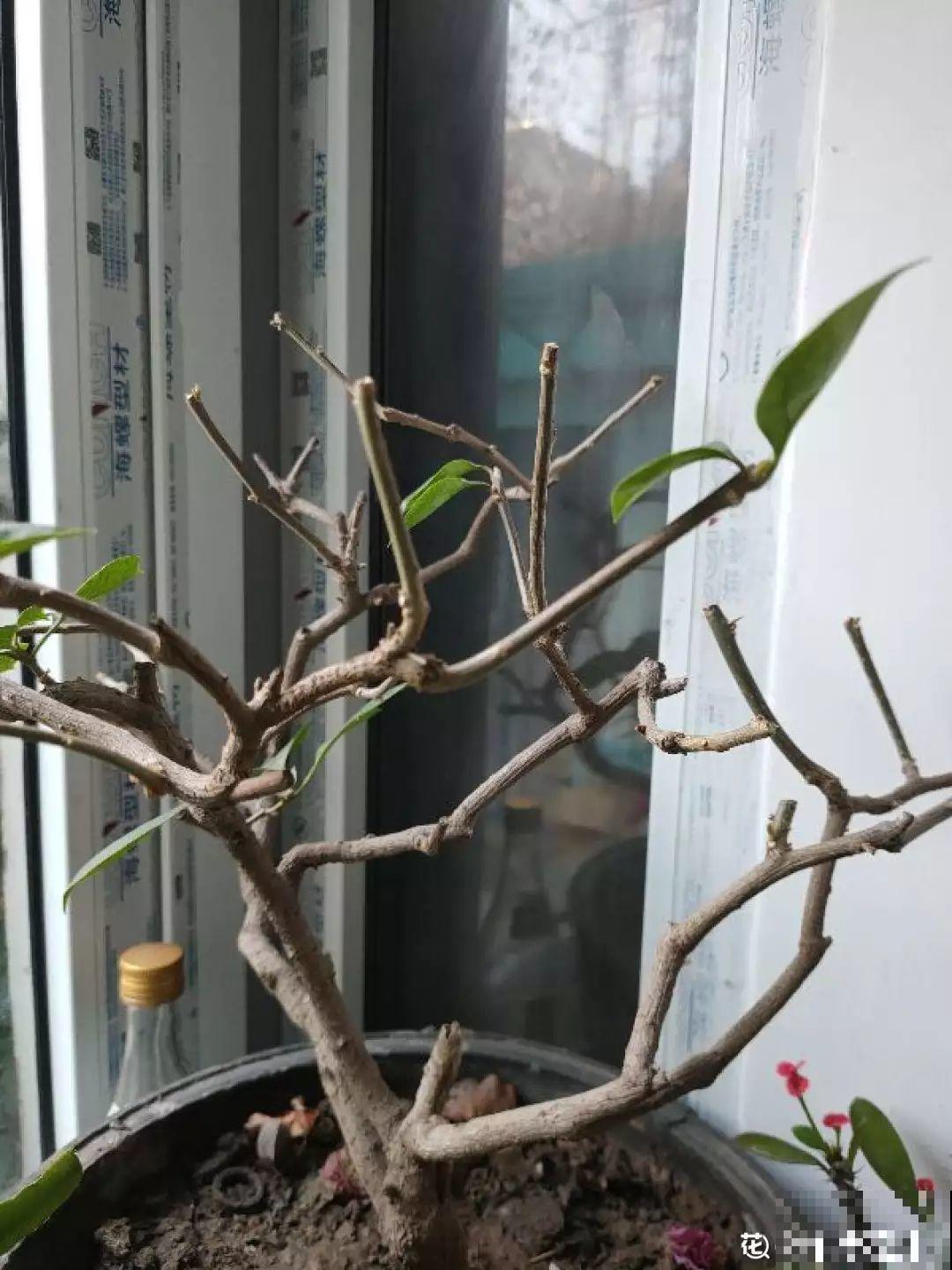 给花狠心剃光头，新芽呼呼冒，1年变老桩！