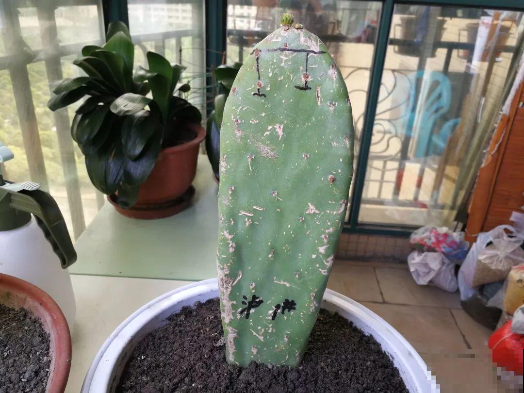 蟹爪兰插萝卜上，也能嫁接？这波操作还是头一回见！
