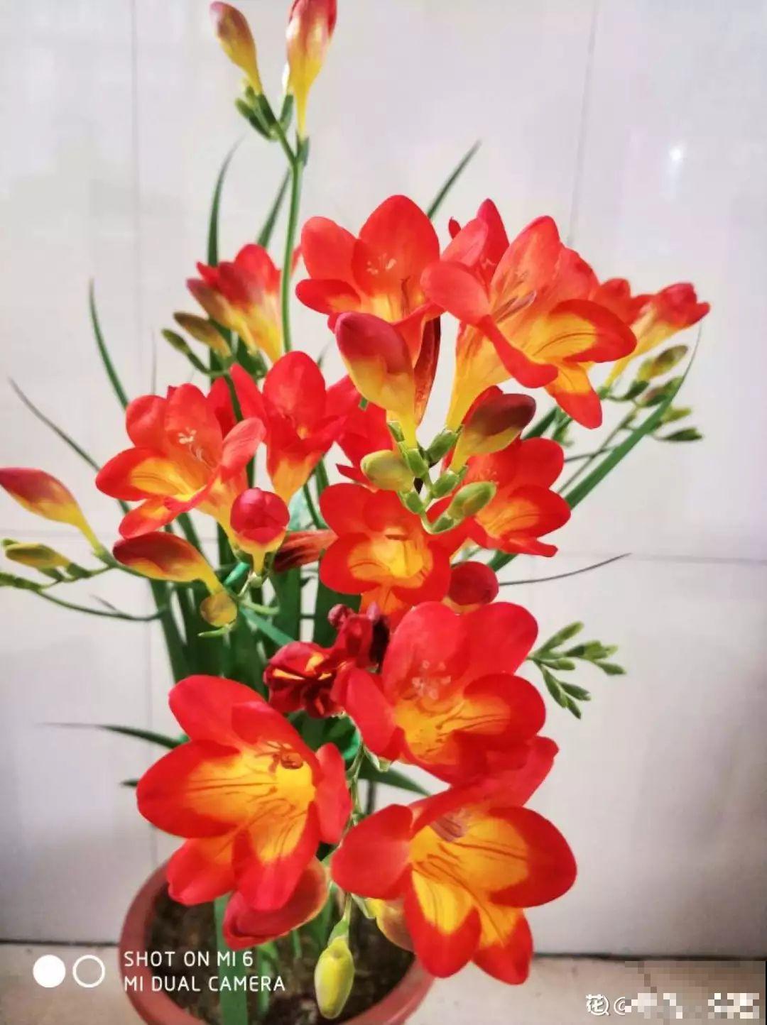 这花真奇葩，越开花叶子越黄，掐一把、来年继续开！