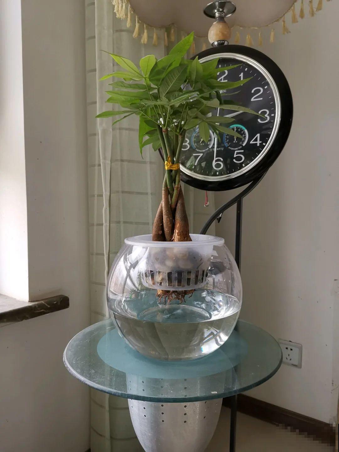 最难养的7种花，丢水里反而蹭蹭长，根系长满瓶！