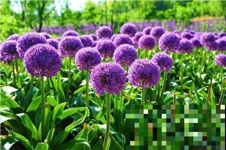 家里养这花，摆在阳台超抢眼，隔着老远就看到了