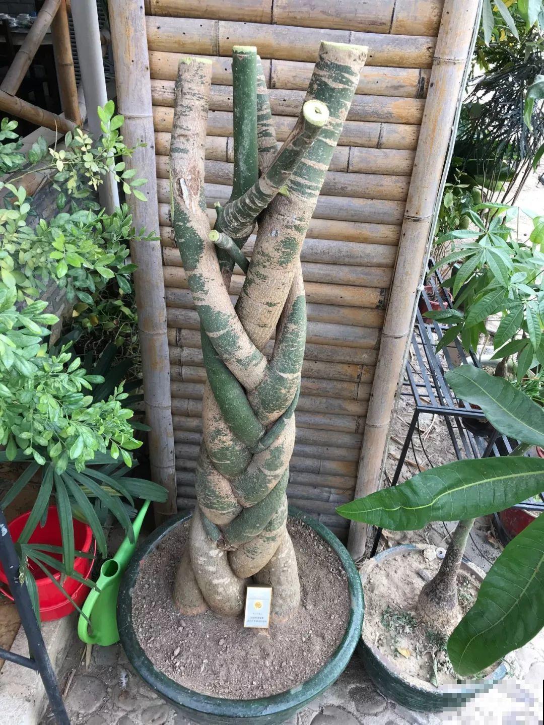 3棵茶花绑一绑，1年变成大老桩，懒人也能养成！