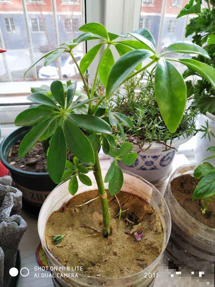 这盆栽模样好看又皮实，但是这点必须要注意，否则只剩空盆！