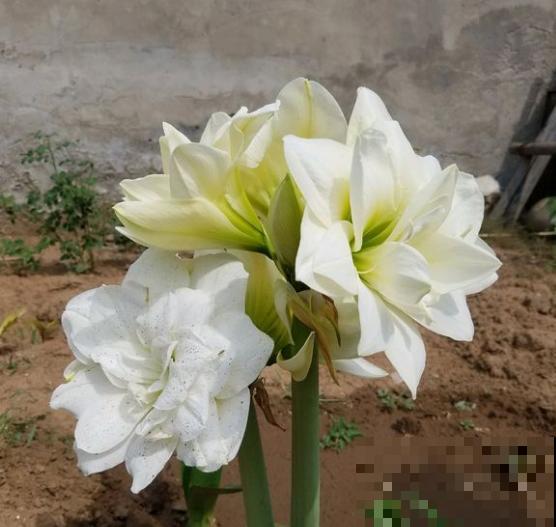 盆里种棵“洋葱头”，开花比脸还大，红红火火真吉祥！
