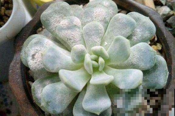 角落里的多肉几天没管，长了一层“面粉”，再不急救就没治了！