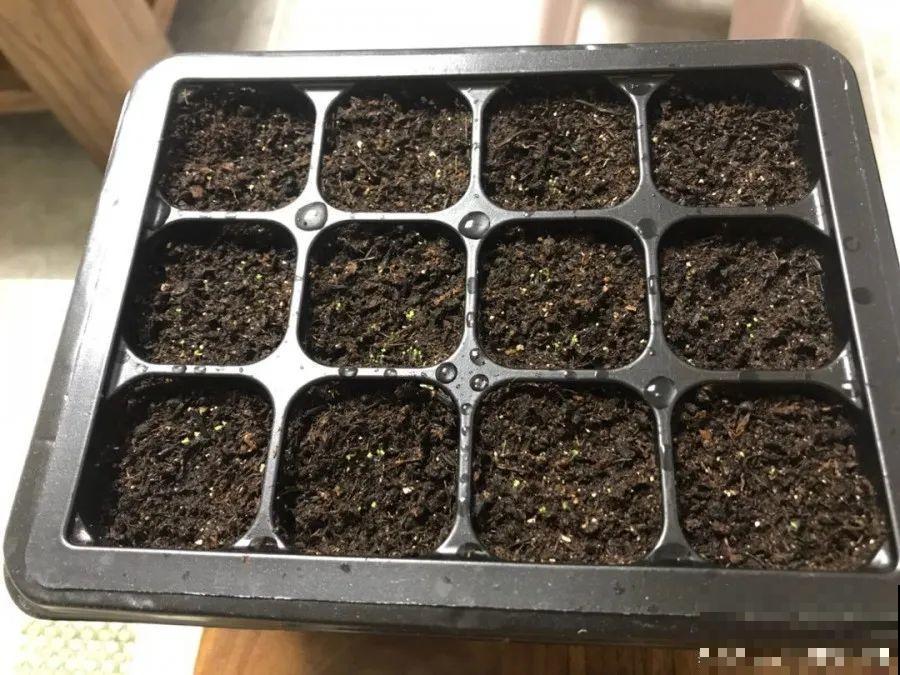10种花，3月播种长最快，晚了还要等半年！