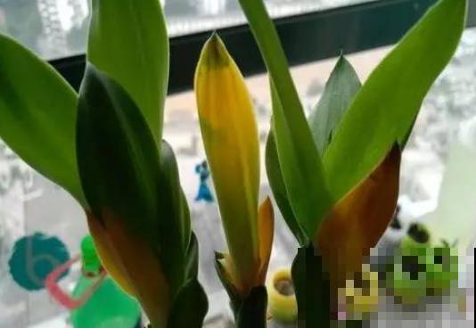 家里有这3种花，每月都要剪一刀，黄叶全消失！