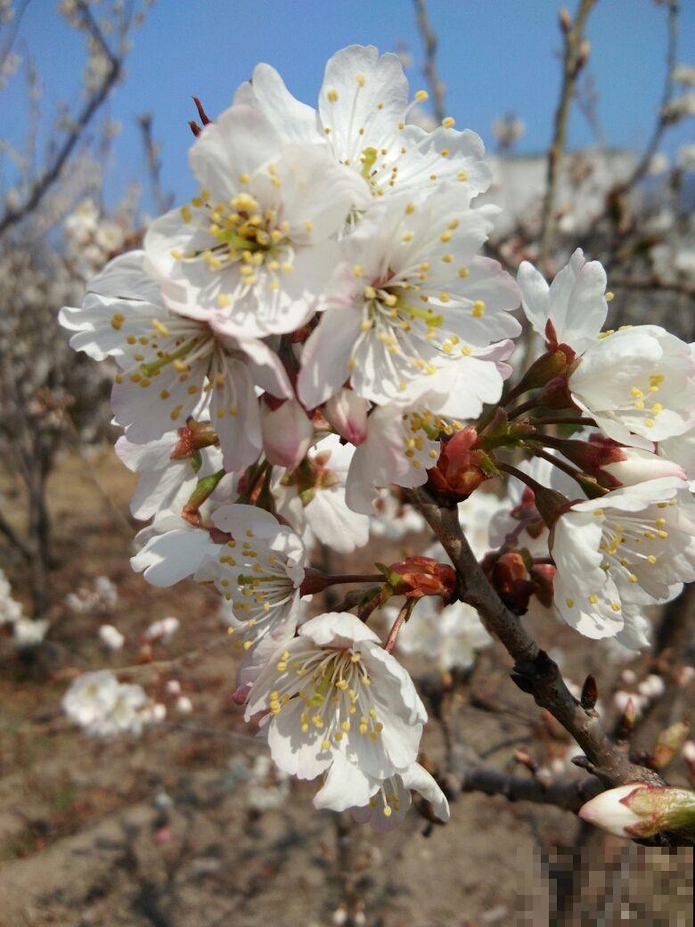 果树开花也惊艳，满枝花苞，香味清冽，你喜欢哪种？