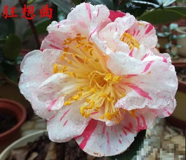 冬天必养的花，竟然有30个品种，最稀罕的是这个颜色！