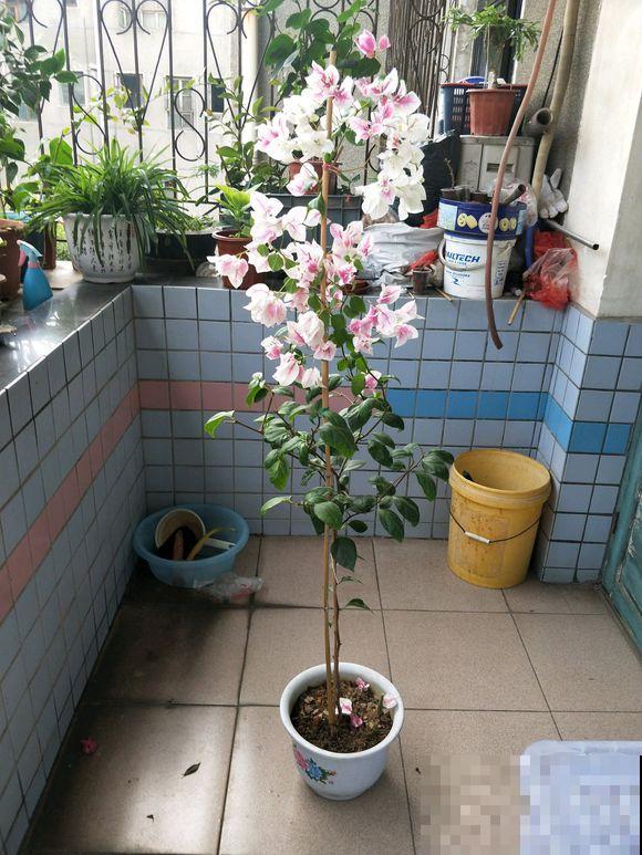 三角梅拉根枝条捆一捆，普货立马变精品，价值翻倍！