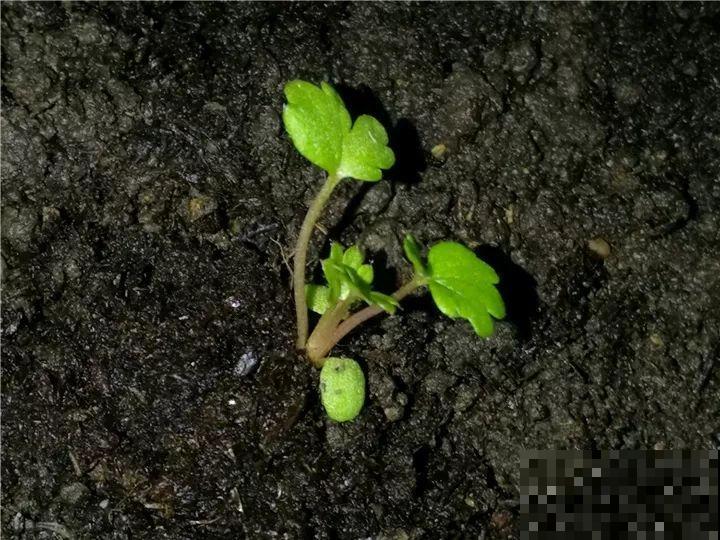 这水果太贵了，吃完留下核，还能种盆栽！