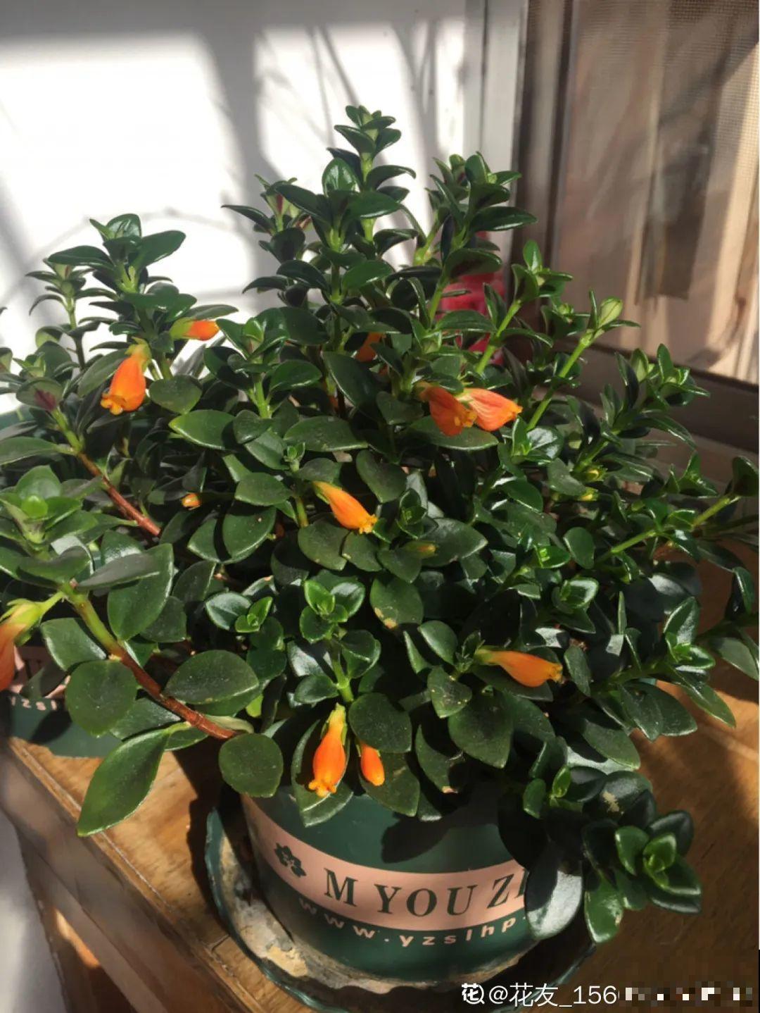 春天养花就选玛格丽塔，花期长、花量大，爆满小阳台！
