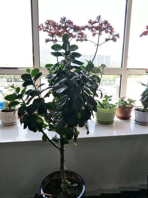 用长寿花盆里浇点它，叶片个个都巴掌大，长成2米“巨无霸”！