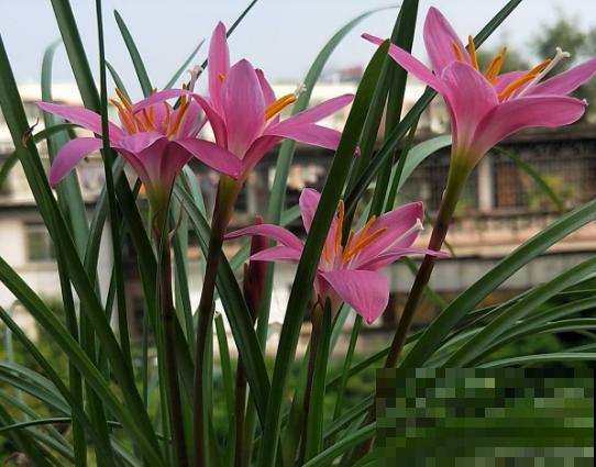 春雨贵如油，这6种花，越淋雨长得越旺盛！