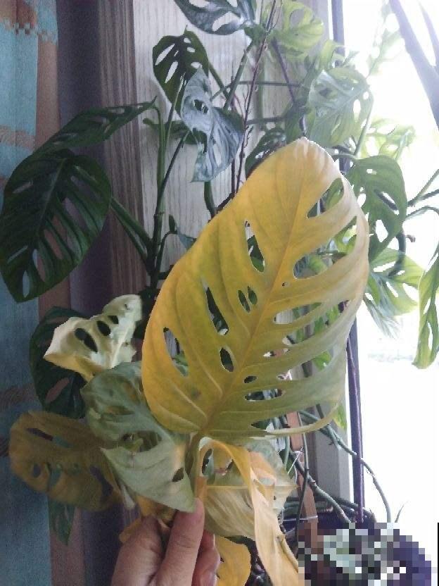 家里花莫名黄叶？叶子都馋得发黄了，这么一搞就绿回来！