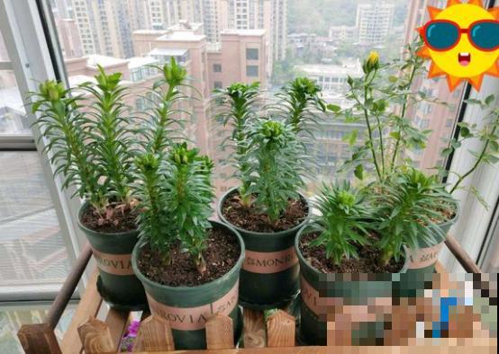 百合花的最佳种植时间到了，挑个好球埋土里，2个月就开花！