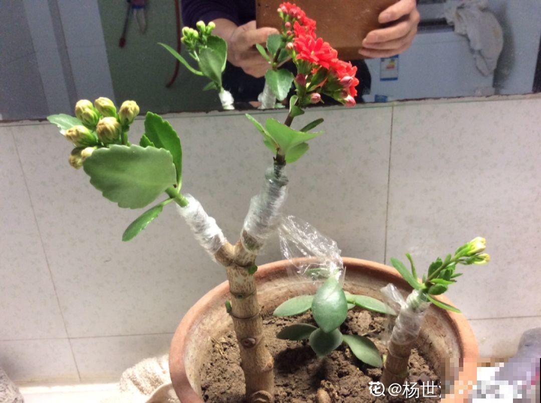 2月养花真忙，宅家里也不能闲，动动手就有收获！
