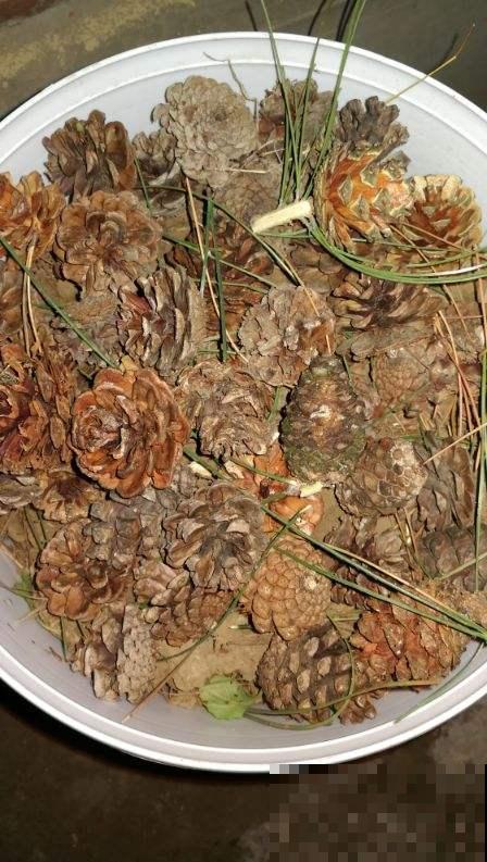 盆底垫点它，不黄叶、不烂根，大白根蹭蹭长