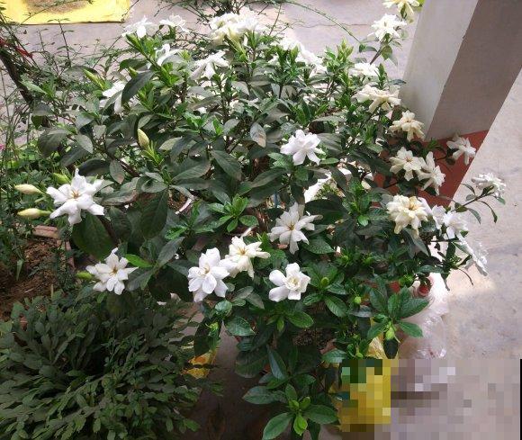 家里养栀子花，3个错误不要犯，否则一盆也养不活！