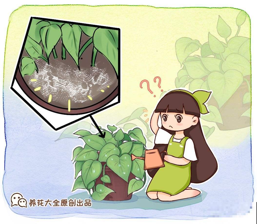 土壤表面长出这个，就得赶紧换盆，否则半月花就死翘翘