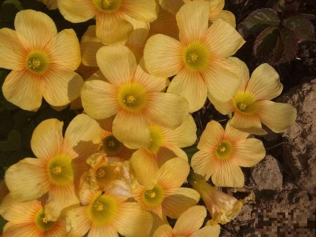 在家闷着，不如给花拍照，“5个”拍花小技巧，照片称霸朋友圈