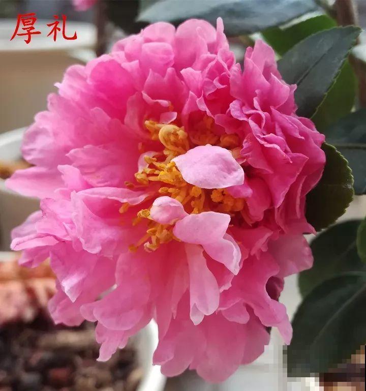 冬天必养的花，竟然有30个品种，最稀罕的是这个颜色！