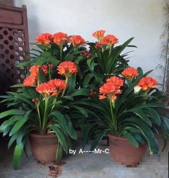 1棵长寿花，冒出124个花箭，开花开成大锅盖，咋养的？
