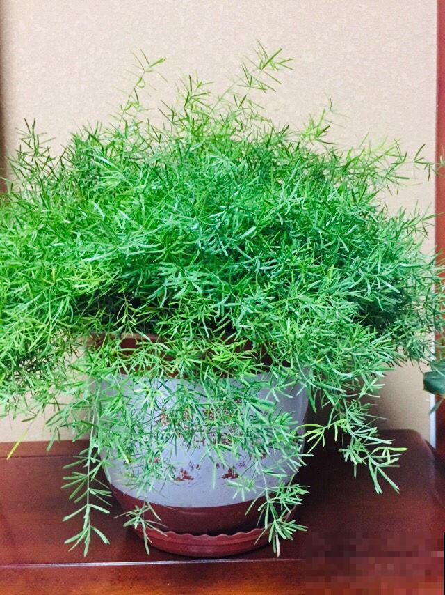这三种花叶子像油画，看起来特精致，养在家里添气质