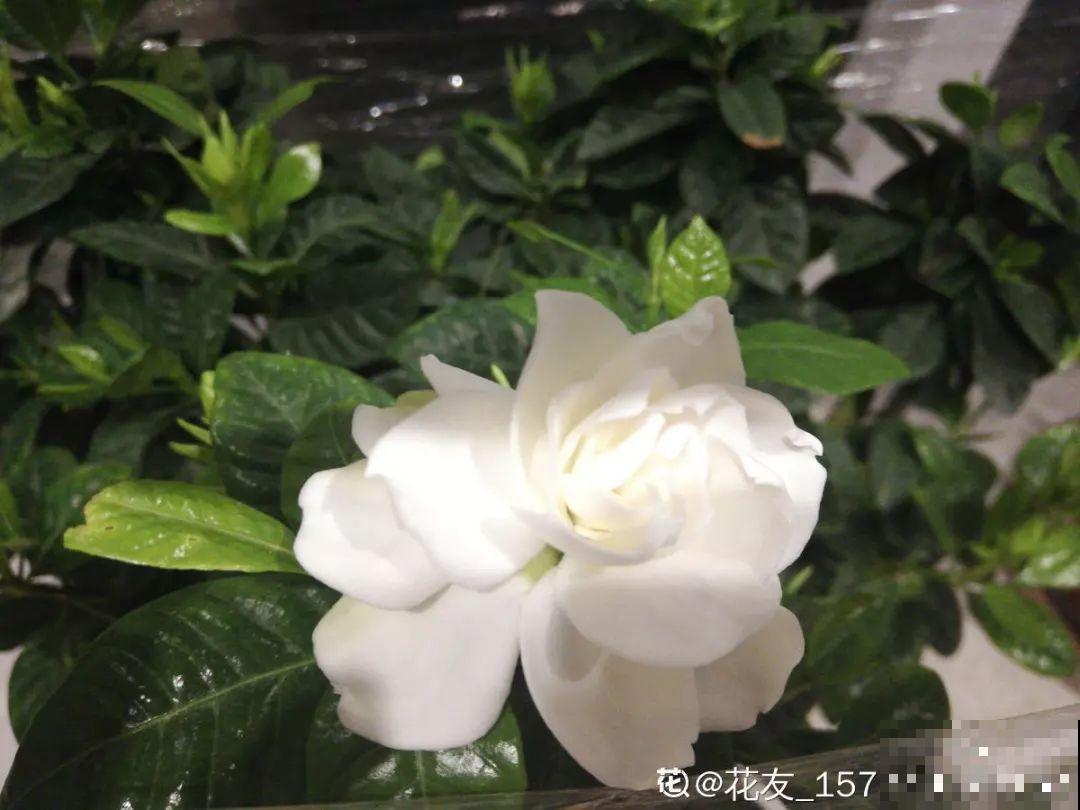买花的时候注意这一点，省得被骗，带回家也养不活！