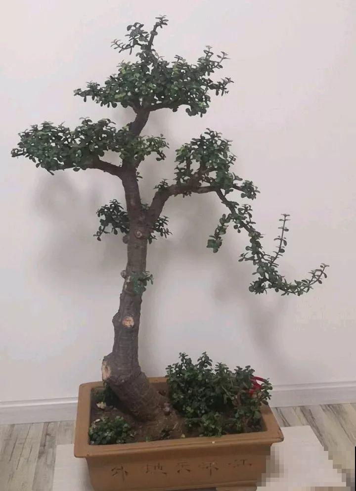 金枝玉叶拔起来养，造型惊人，身价能翻几百倍！