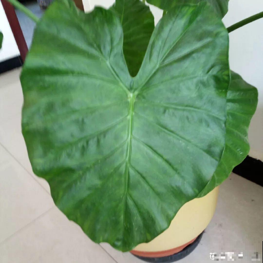 春天给花擦点它，叶子油绿发亮，肥料都省了！