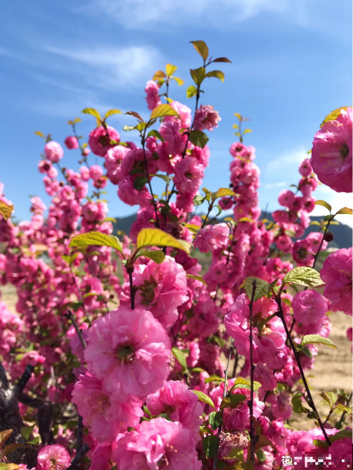 这花虽然不是“梅”，开花比梅花艳，花期满树是花