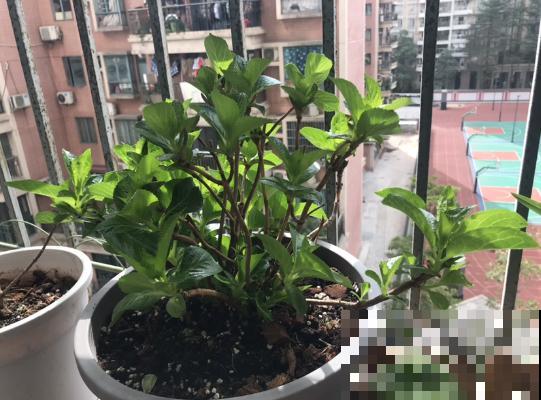 春天6种花要勤施肥，灌点自制肥水，满盆都在冒花苞！