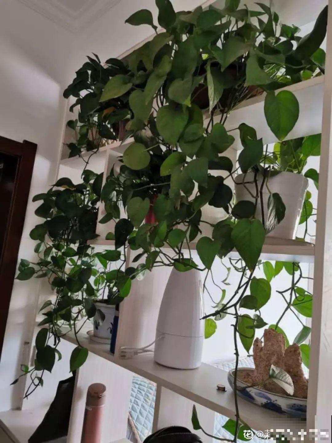 给花狠心剃光头，新芽呼呼冒，1年变老桩！