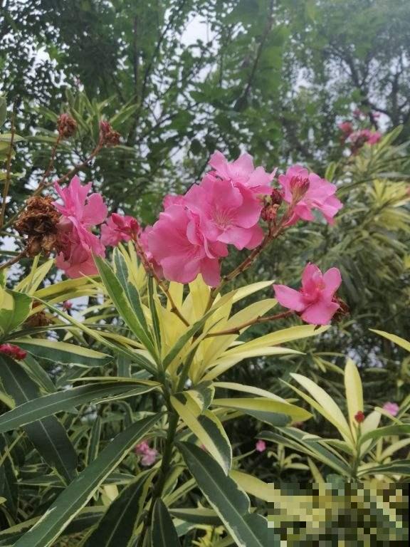 家里养花别乱养，这“5种花”有毒，老人孩子要注意