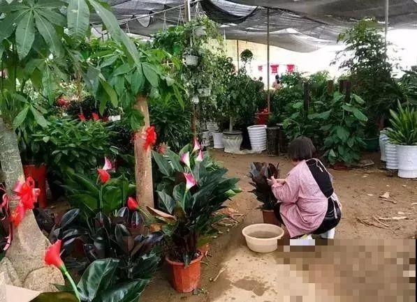 买花的时候注意这一点，省得被骗，带回家也养不活！