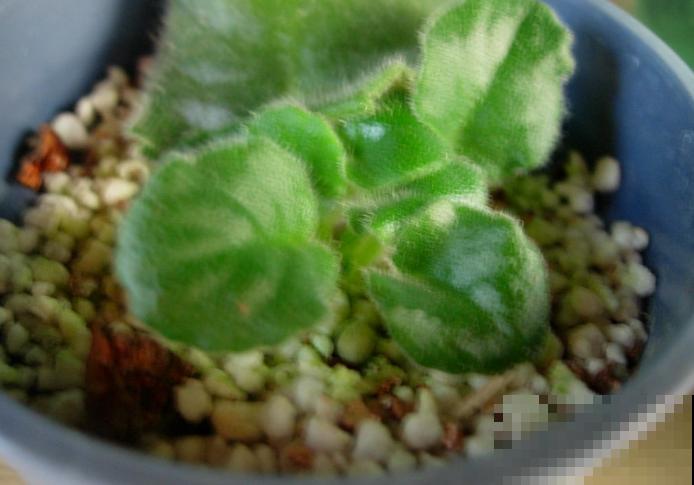 这花比绿萝还耐阴，摆在窗台很精致，还能四季开花！