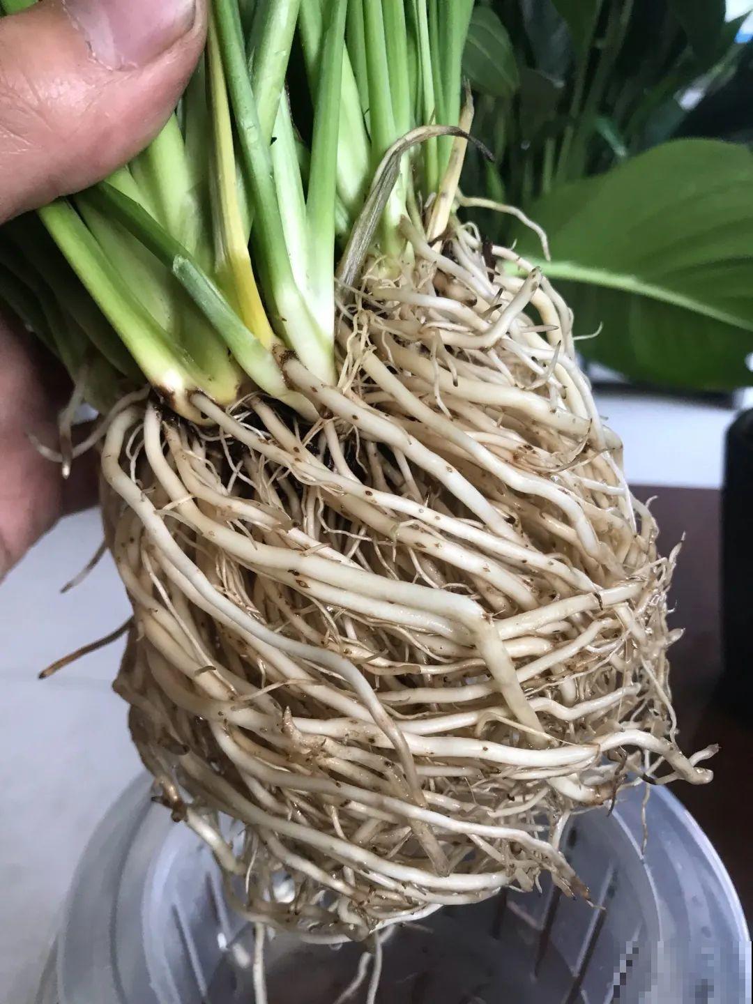 最难养的7种花，丢水里反而蹭蹭长，根系长满瓶！