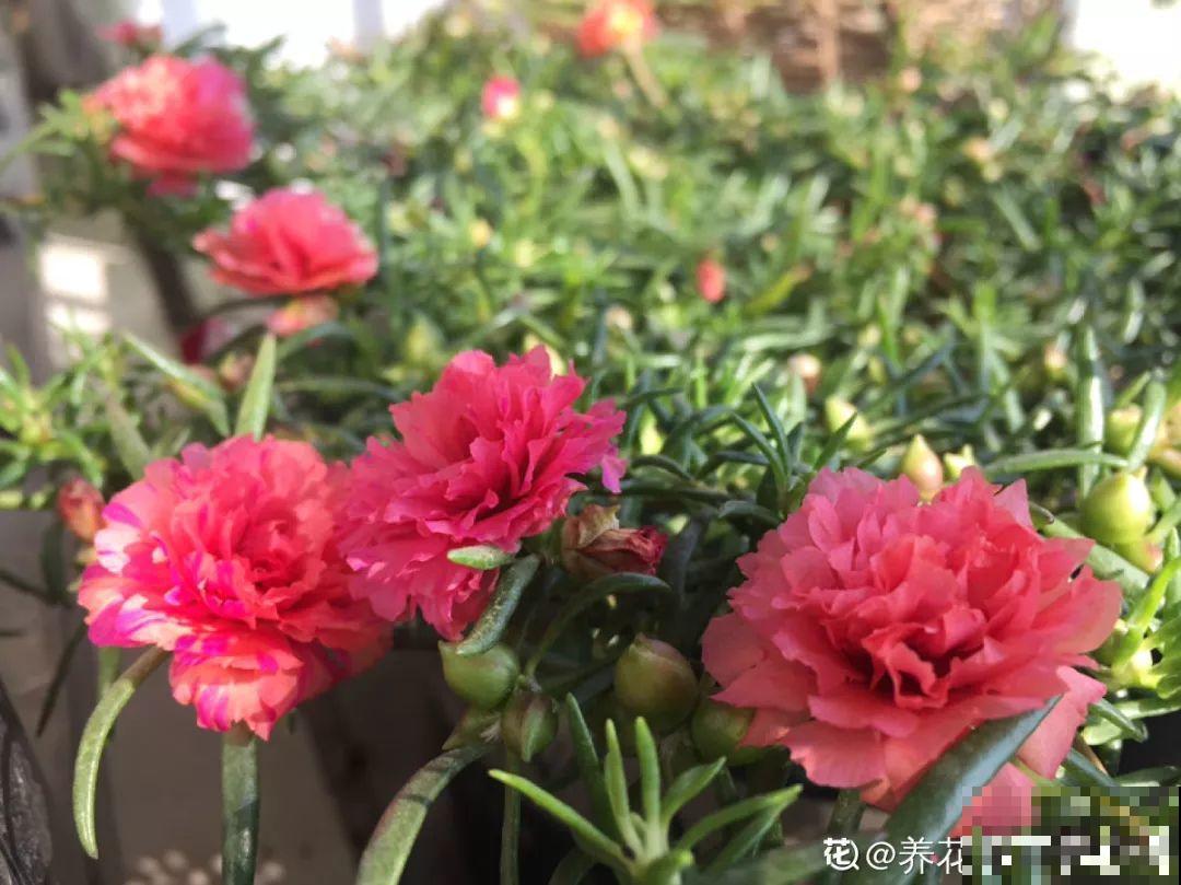 谁都别喊我，那里都不去，就在家养花！