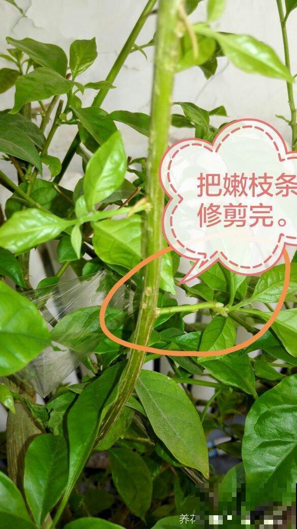 三角梅高空压条法，比扦插繁殖更容易，成活率超高！
